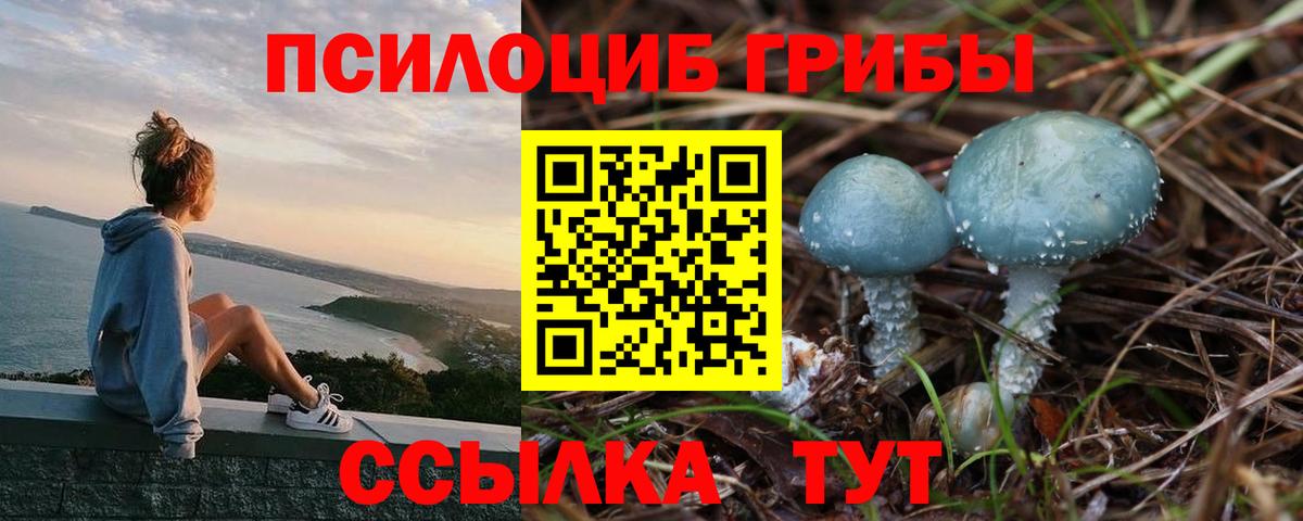 Галлюциногенные грибы Psilocybine cubensis  Вход с VPN  Сунжа  Галлюциногенные грибы Psilocybe 