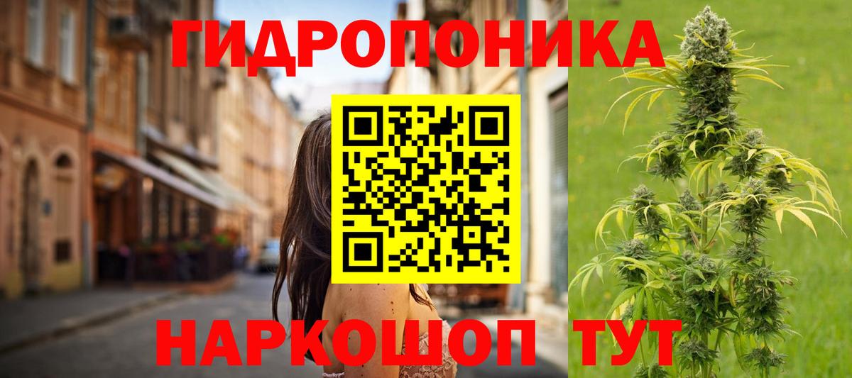 Конопля сатива Сунжа